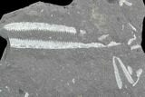 Fossil Graptolite (Didymograptus) Plate - Great Britain #103470-1